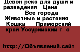 Девон рекс для души и разведения › Цена ­ 20 000 - Все города Животные и растения » Кошки   . Приморский край,Уссурийский г. о. 